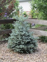 Blue spruce nursery landscaping design
