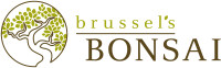 Brussel's bonsai