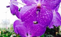 Akatsuka orchid gardens