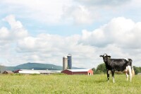 Ideal dairy farms inc
