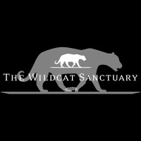Wildcat’s sanctuary and ranch ©