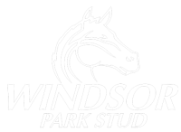 Windsor park stud