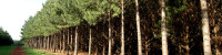 Forestal Bosques del Plata S.A
